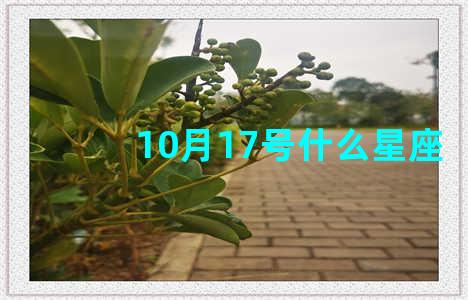 10月17号什么星座