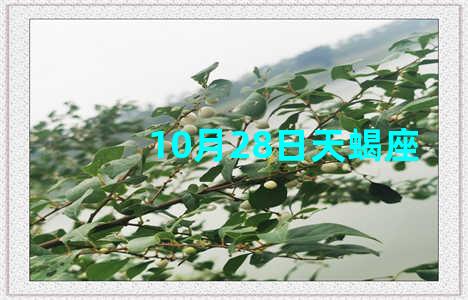 10月28日天蝎座