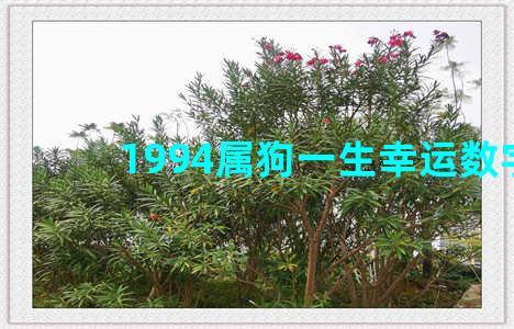 1994属狗一生幸运数字