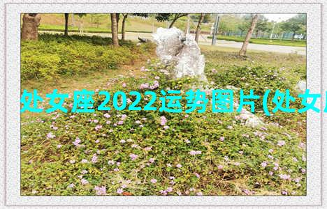 处女座2022运势图片(处女座2022运势)