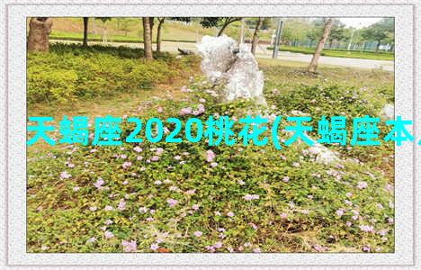 天蝎座2020桃花(天蝎座本月运势2020)