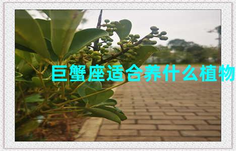 巨蟹座适合养什么植物