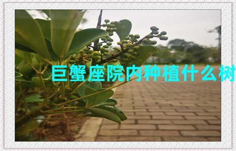 巨蟹座院内种植什么树