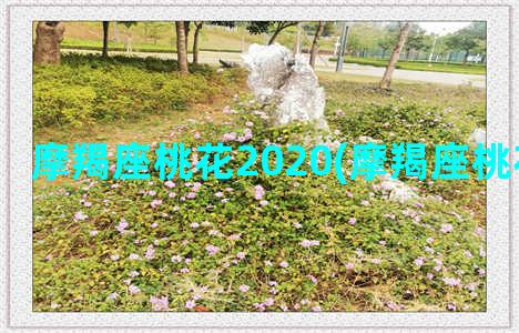 摩羯座桃花2020(摩羯座桃花运势2022)