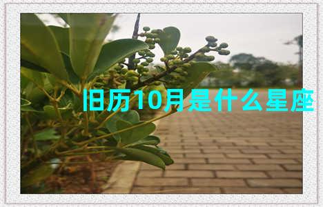 旧历10月是什么星座