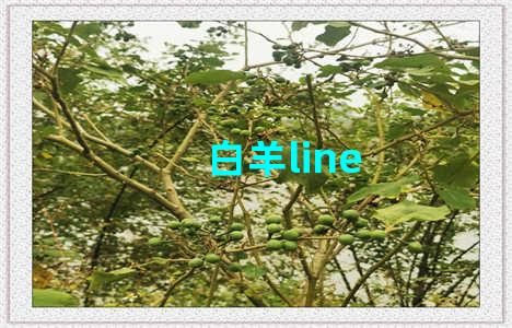 白羊line