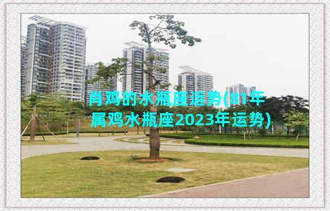 肖鸡的水瓶座运势(81年属鸡水瓶座2023年运势)